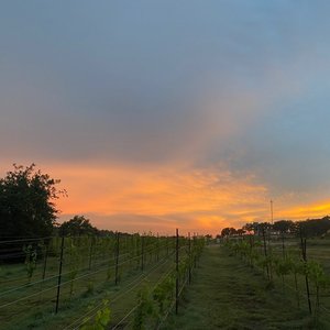 Dusk sunset over vinyard
