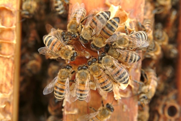 A circle of honey bees