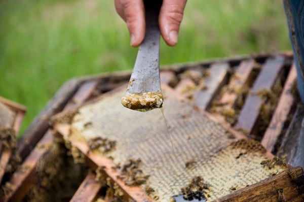A beekeeper scraping a honeycomb