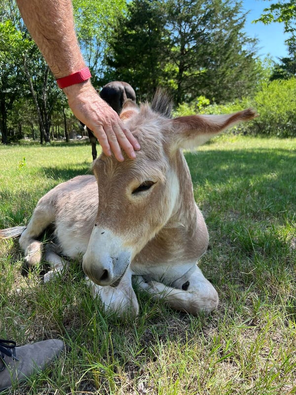 Donkey laying down being petted outdoors