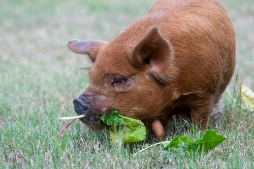 Pig eating leaves in meadow