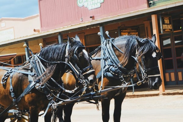 Two work horses in front of western-style buildings